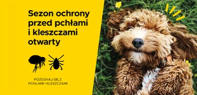 baner-pies-karuzela (1).webp
