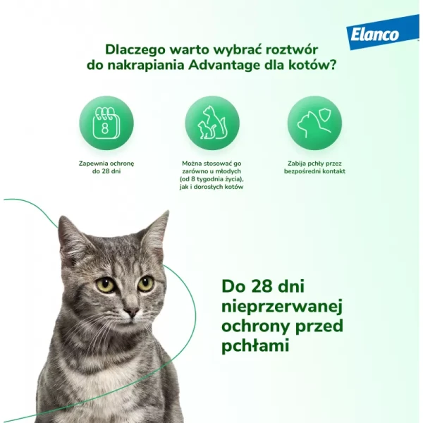 bayer-advantage-dla-kotow-powyzej-4kg-4-x-08ml.webp
