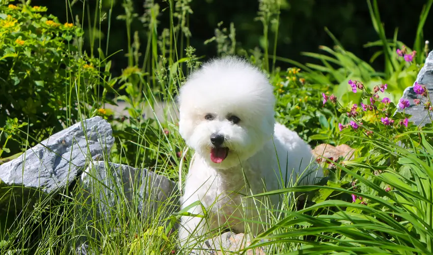 Małe pieski, które nie rosną - Bichon Frise