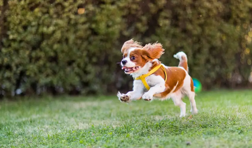 pies rasy cavalier king charles spaniel
