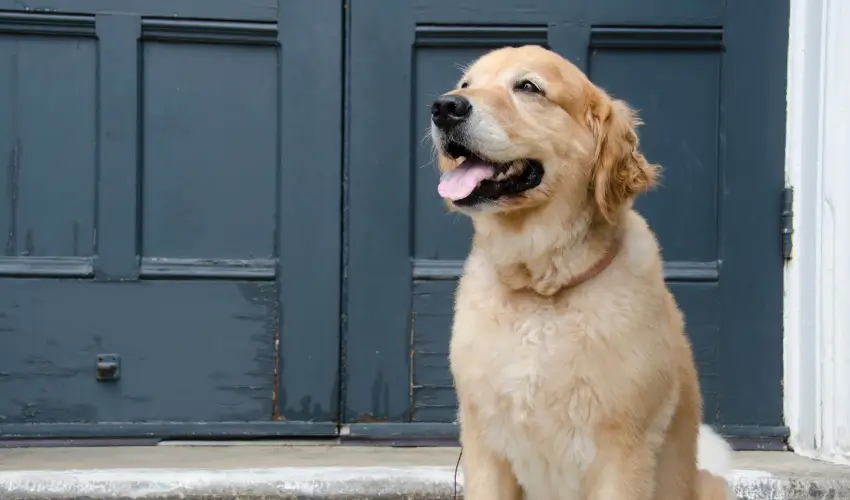 pies rasy golden retriever