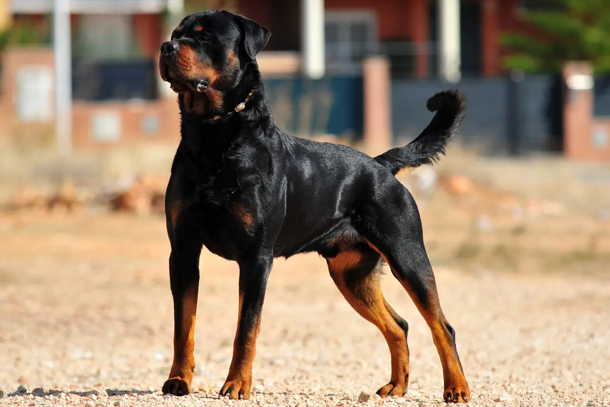 Groźne rasy psów Rottweiler