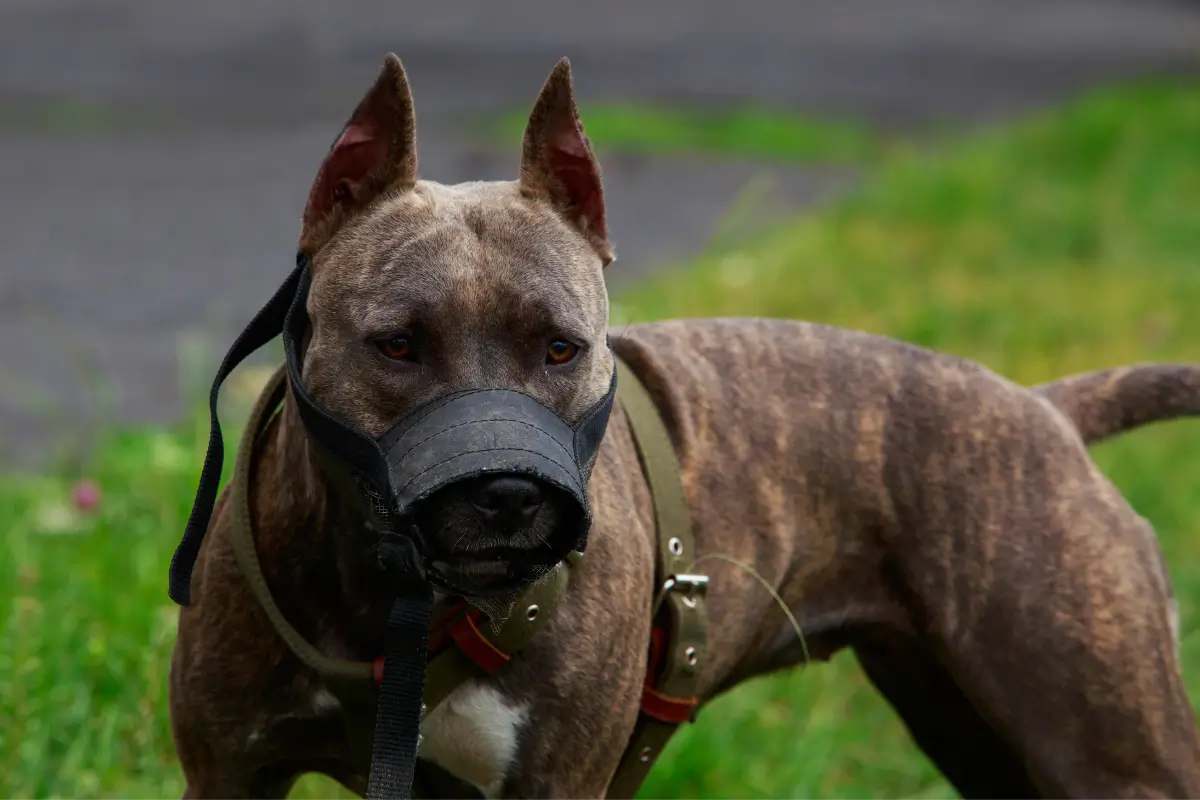 Groźne rasy psów Amerykański Pit bull terrier