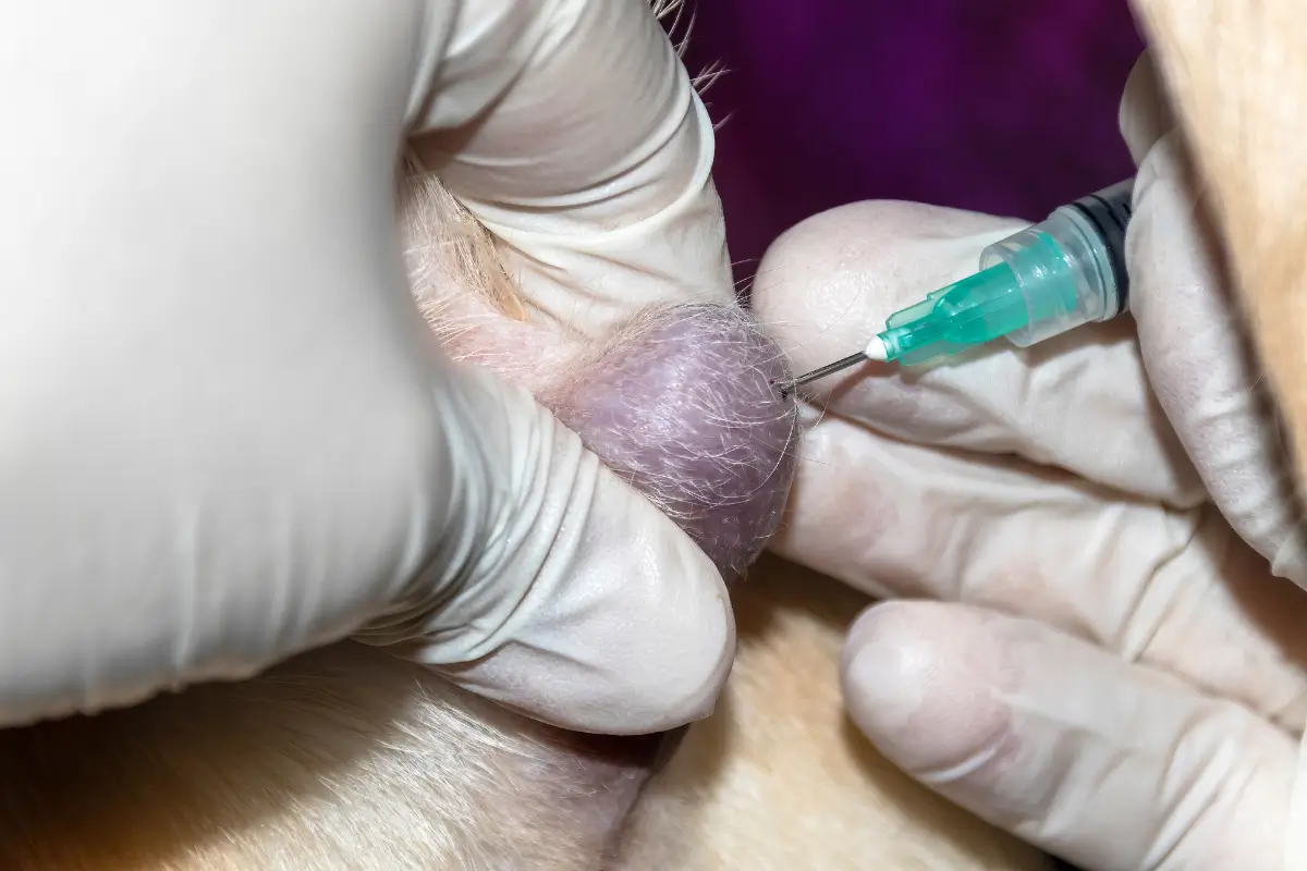 Kaszak u psa - biopsja