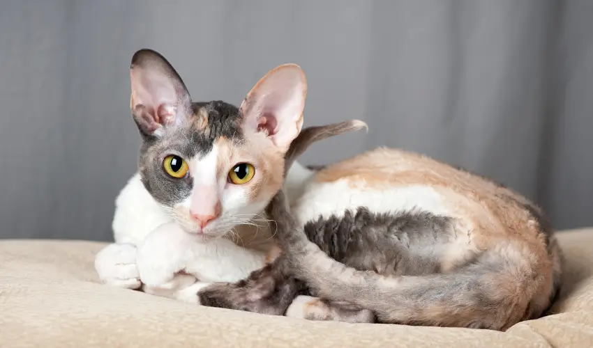 Dziwne rasy kotów Kot Cornish rex