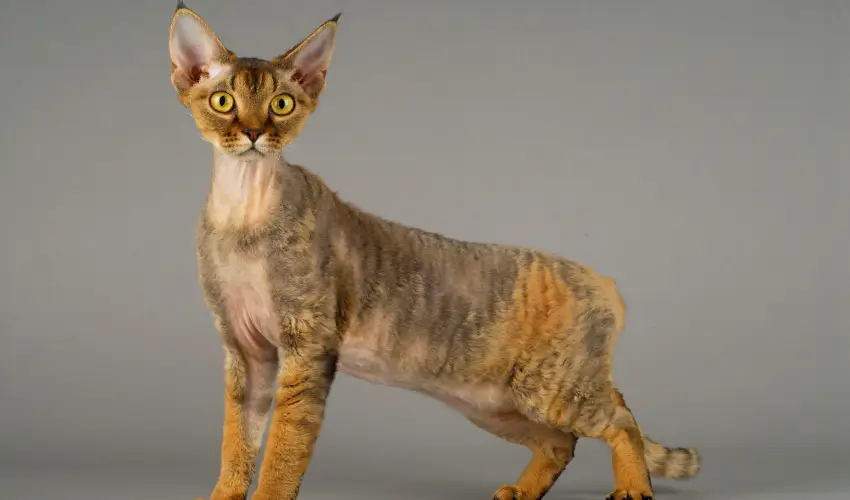 Dziwne rasy kotów Devon rex