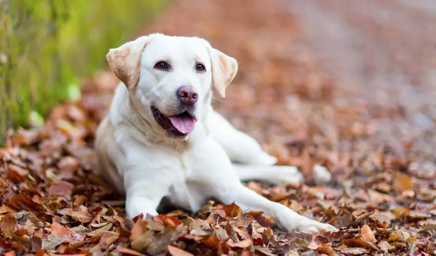 pies rasy labrador retriever