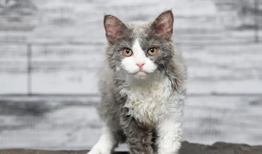 Dziwne rasy kotów Selkirk rex