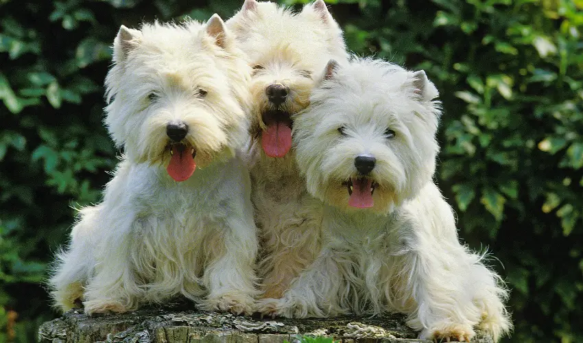 Małe pieski, które nie rosną - West Highland white terrier