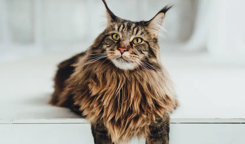 maine coon