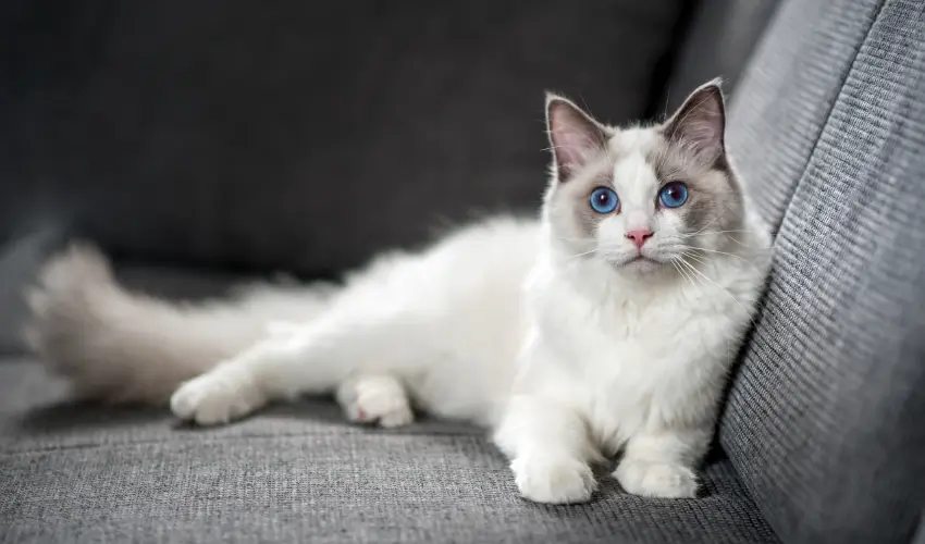 kot ragdoll