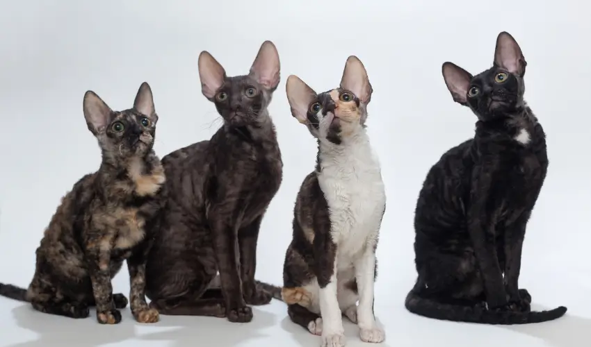 kot cornish rex