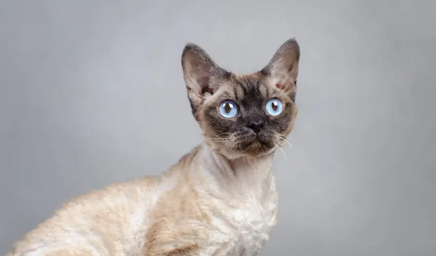 kot devon rex
