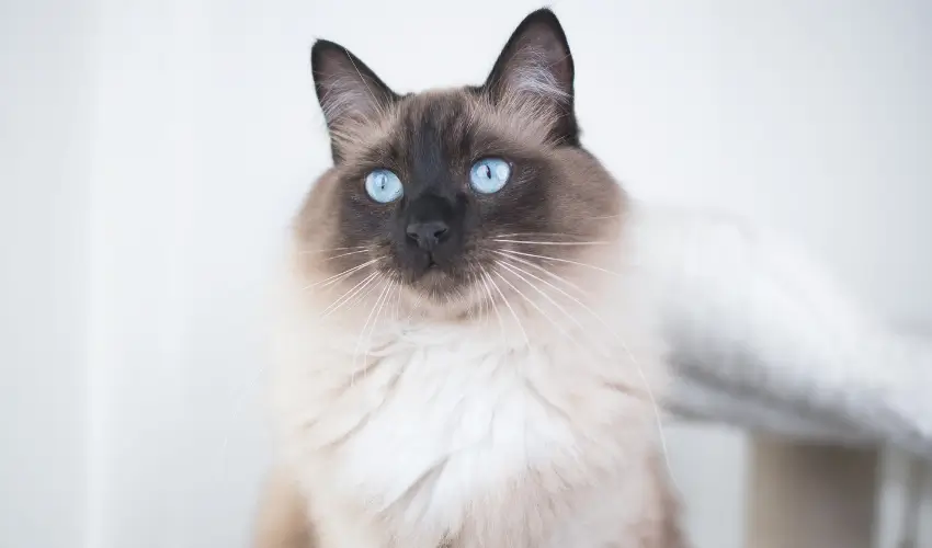 dziwne rasy kotów Ragdoll
