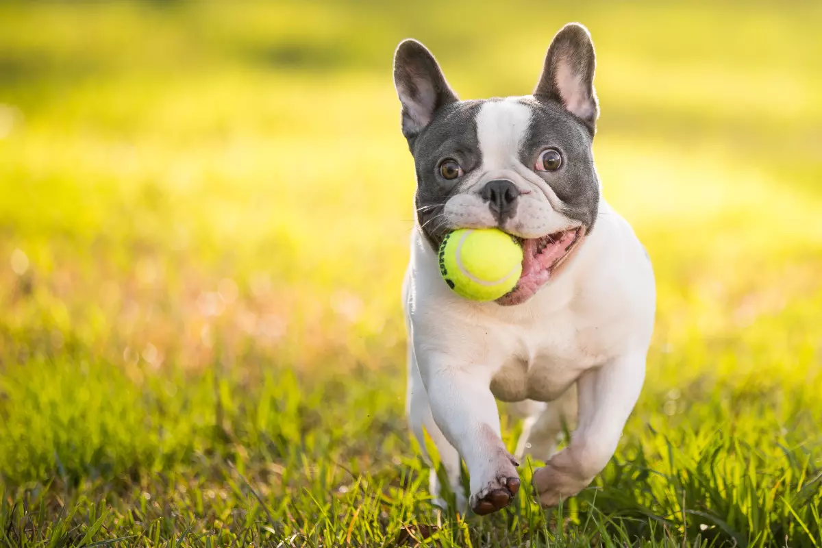buldog francuski