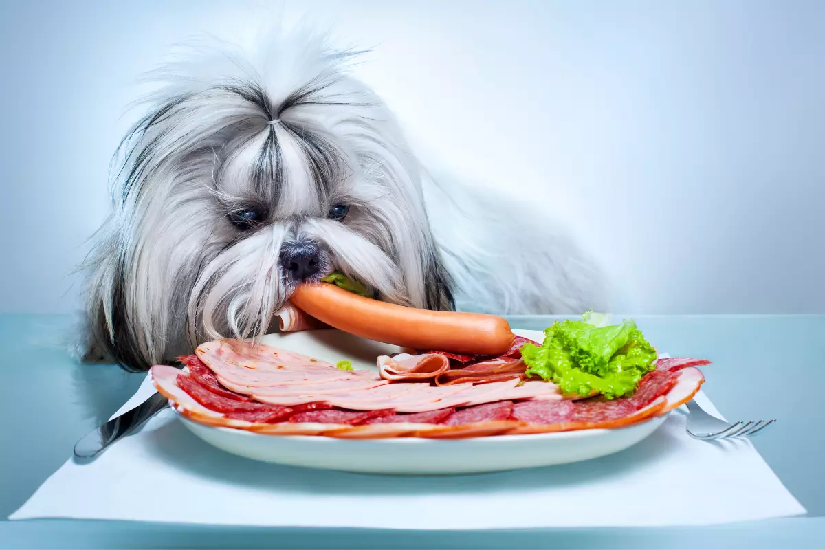Żywienie psa rasy Shih Tzu