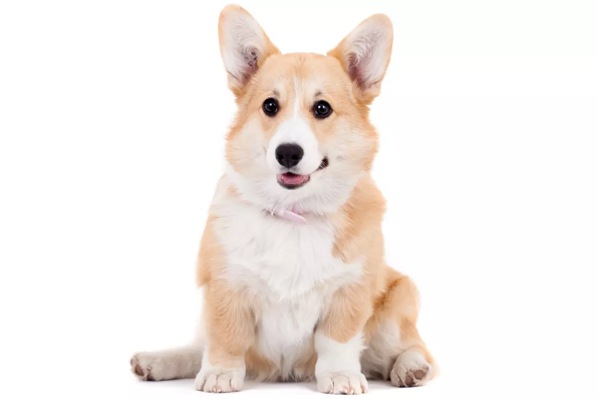 Welsh corgi - Opis rasy