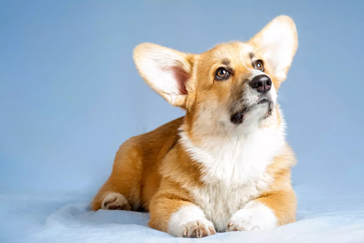 Welsh Corgi
