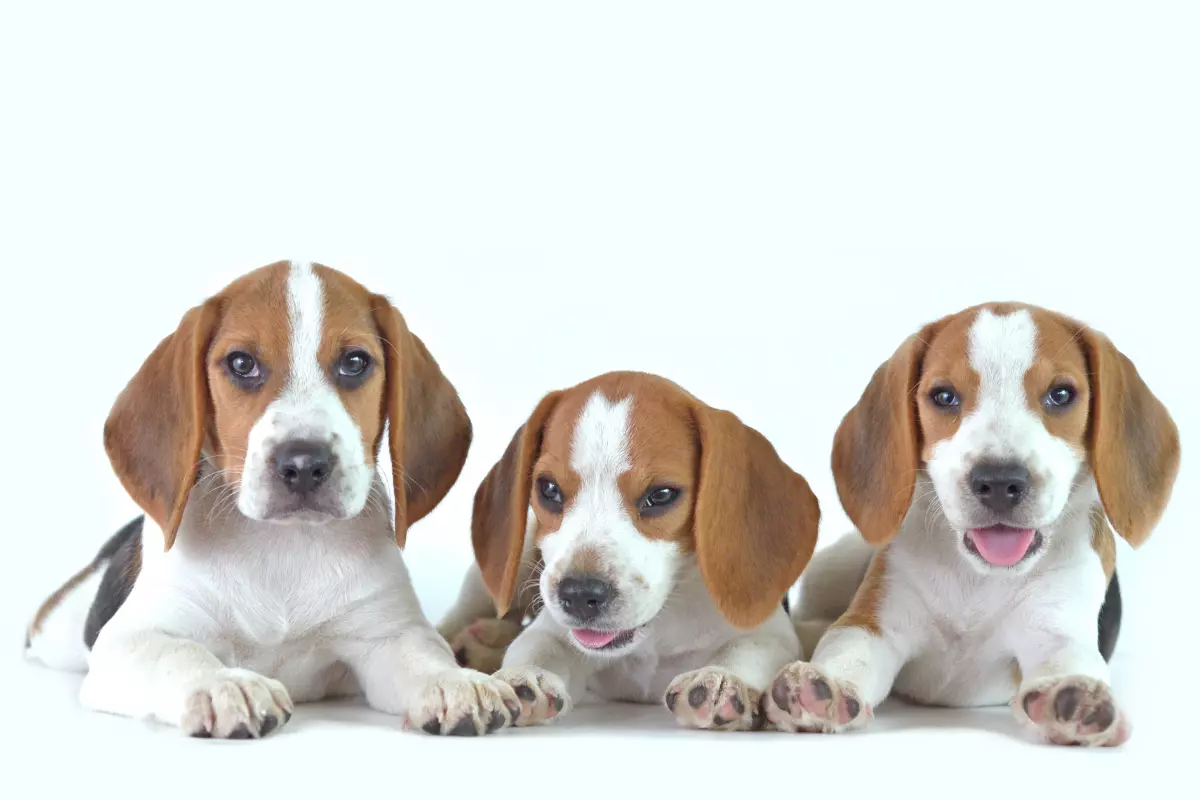 Beagle