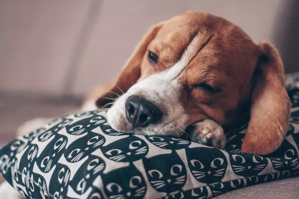 Pies rasy Beagle