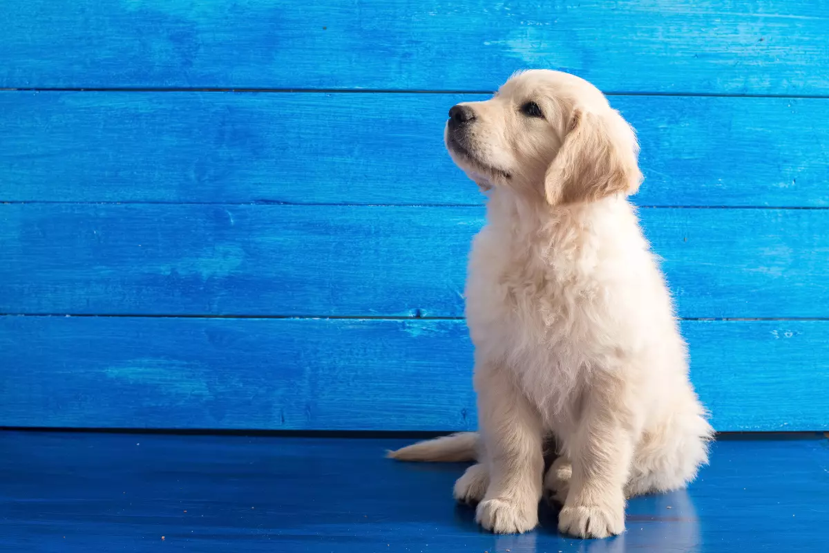 Golden retrivier - opis rasy psa