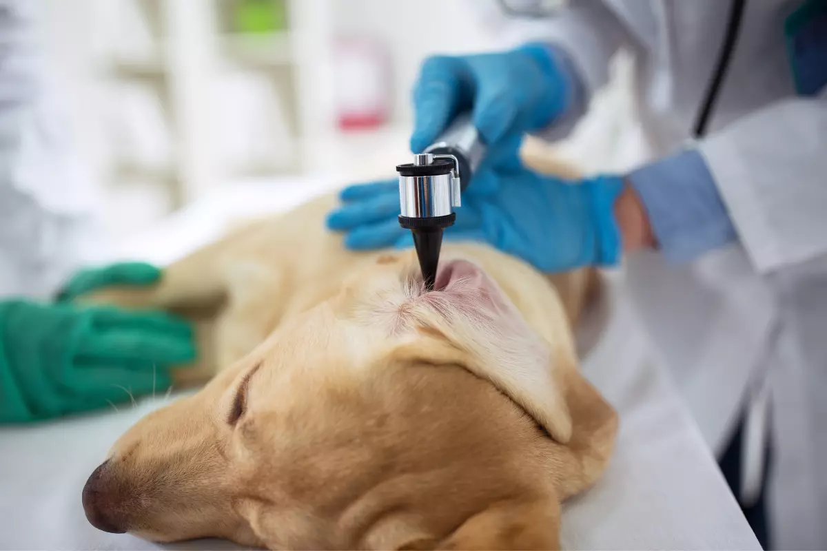 Zapalenie ucha u psa - diagnostyka