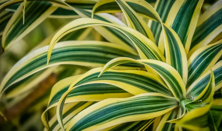 Roślina dracena trująca dla kota