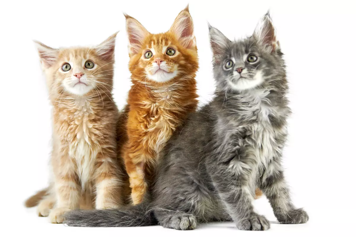 Maine Coon
