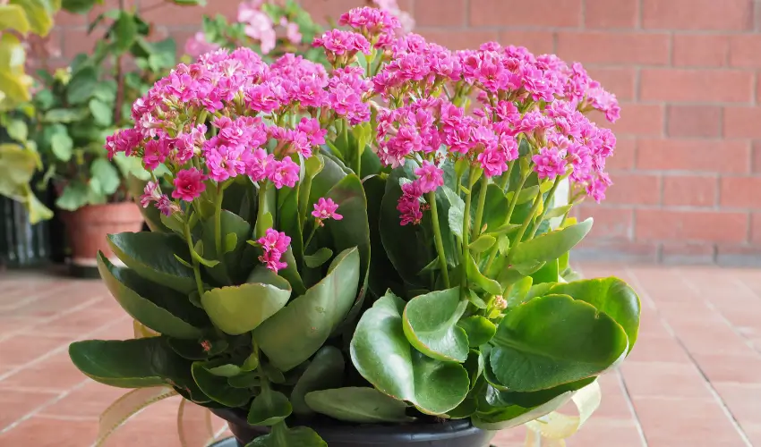 Roślina calanchoe trująca dla kota