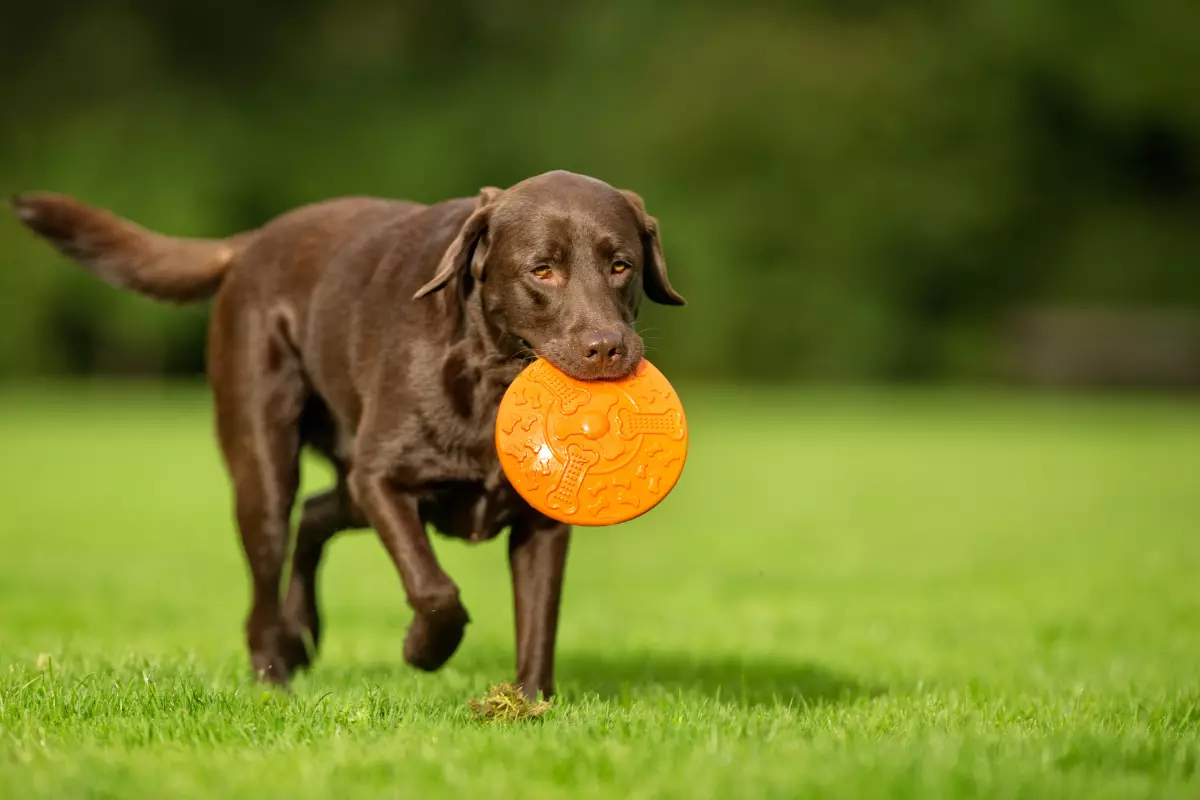 labrador-czekoladowy