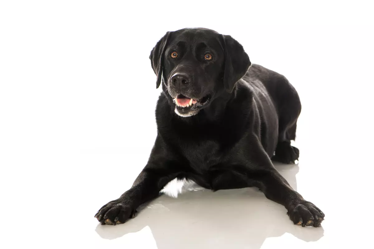 labrador