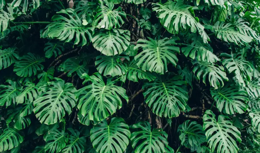 Roślina monstera trująca dla kota