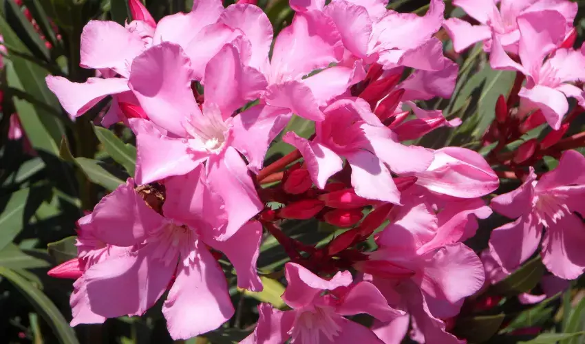 Roślina oleander szkodliwa dla kota