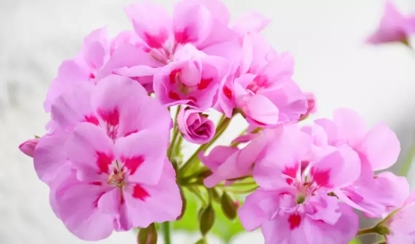 Roślina pelargonia trująca dla kota