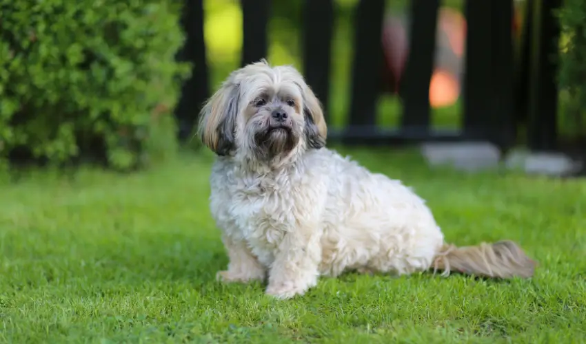 pies rasy lhasa apso 