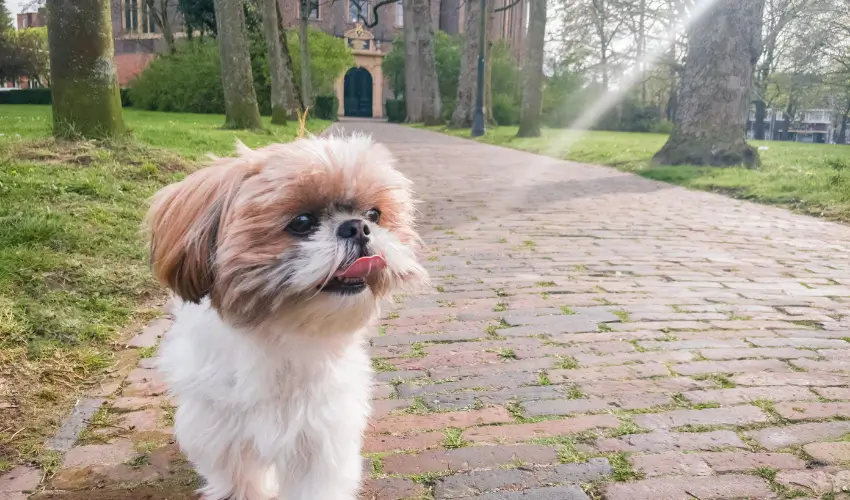pies rasy shih tzu