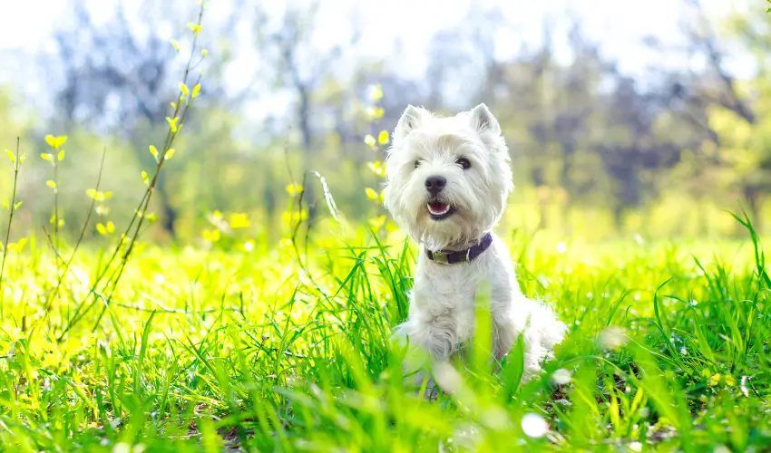 pies rasy west highland white terrier