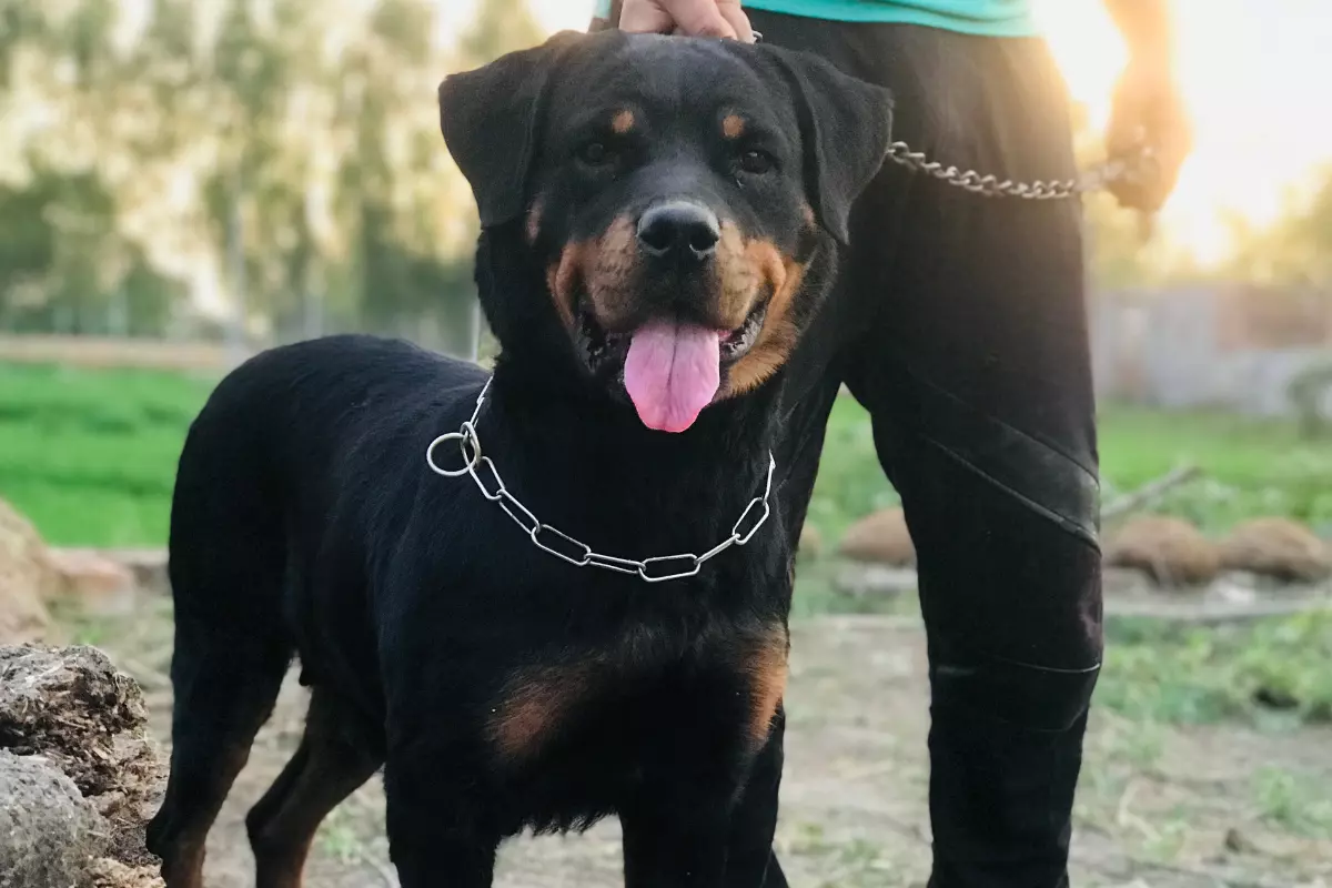 rotweiler-na -smyczy