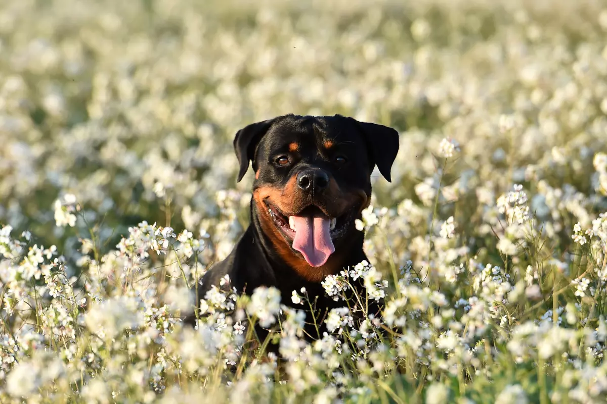 rotweiler-kwiaty
