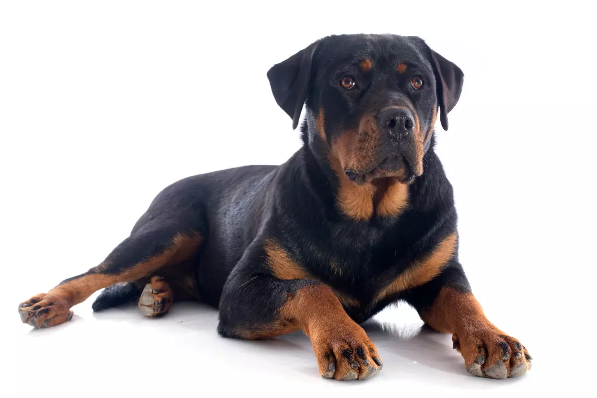 rotweiler