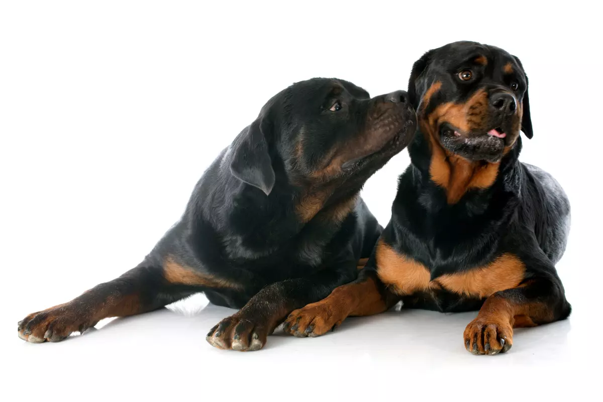 rotweilery