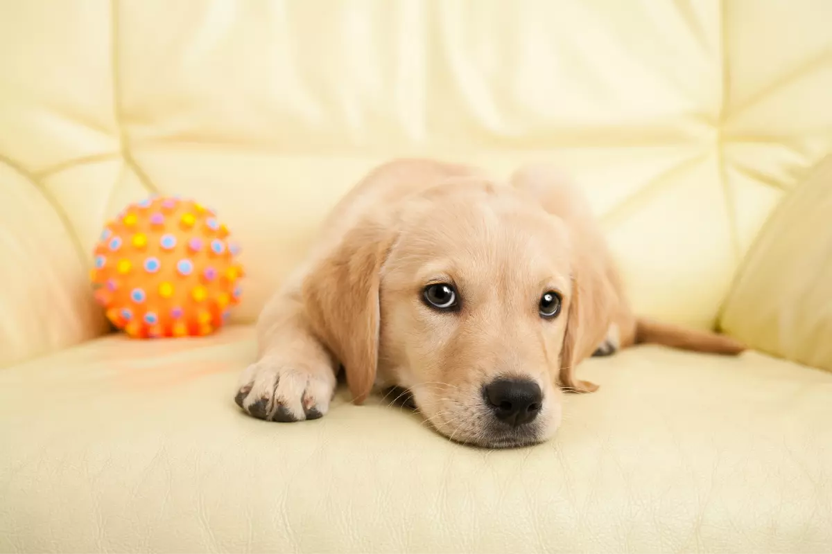 Labrador retriever