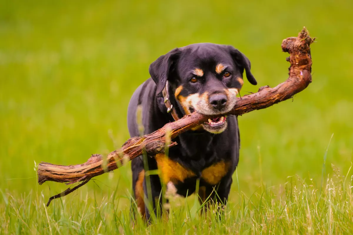 Rottweiler- opis rasy