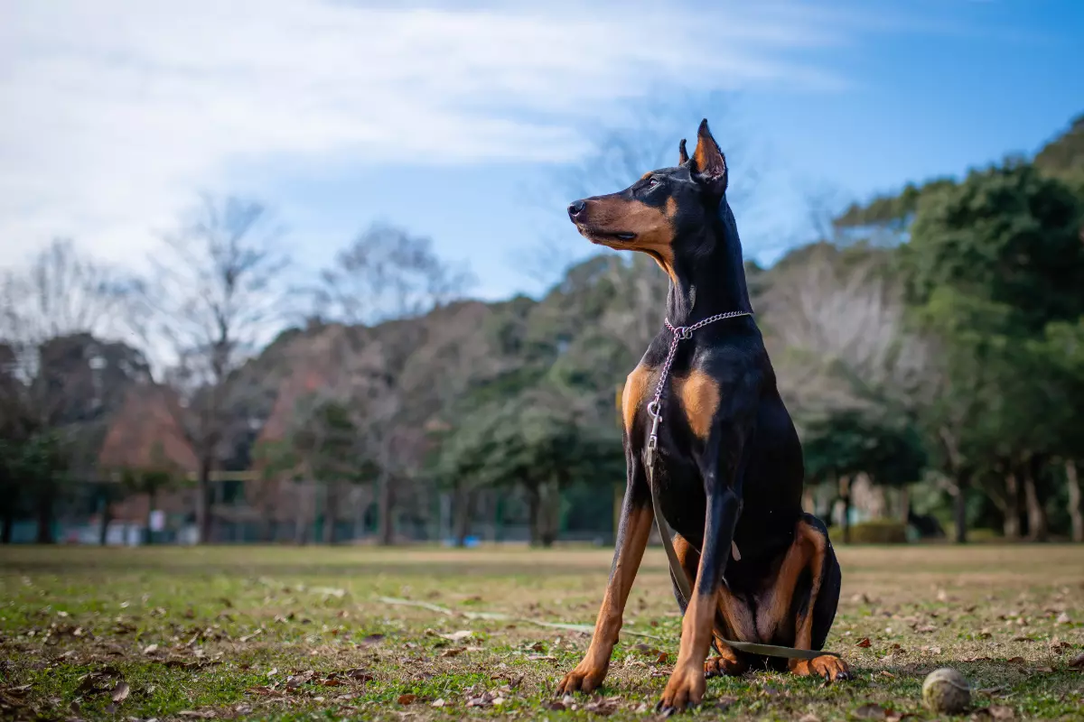 Doberman – niezwykły Przyjaciel i Oddany Strażnik