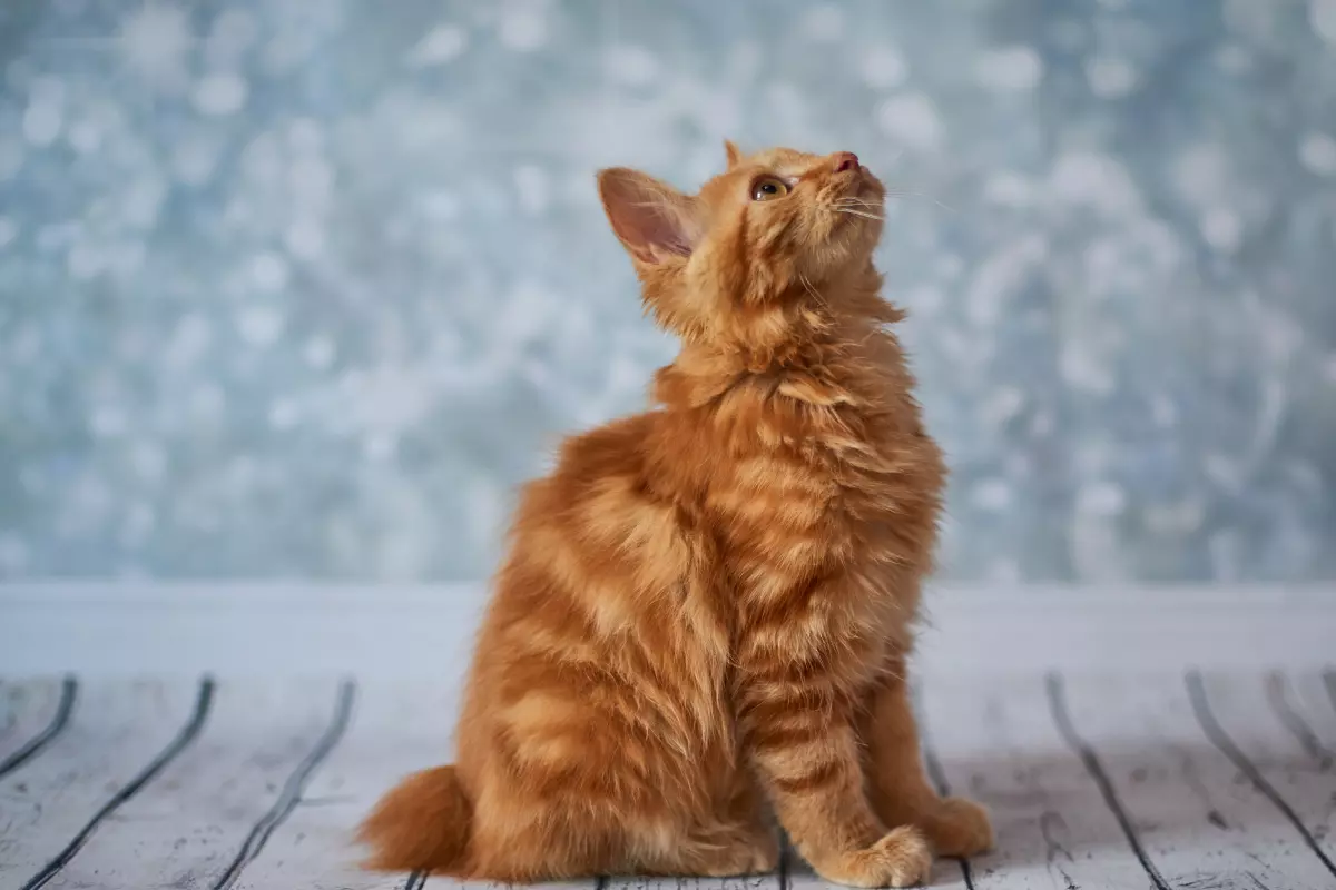 Amerykański bobtail - niezwykła rasa kotów z charakterem