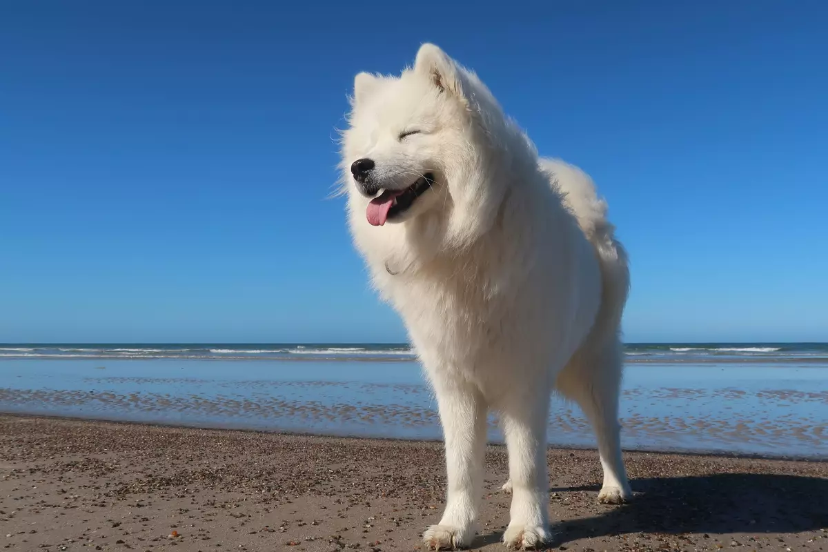 Samoyed - Urok syberyjskiego białego puchacza - historia, charakterystyka i opieka