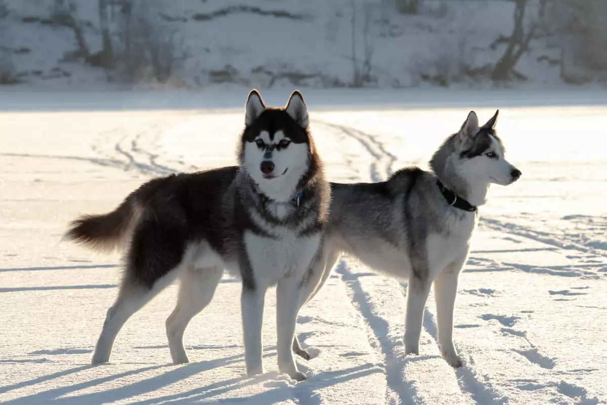 Husky - Szyk, Siła i Lojalność: Wszystko, co musisz wiedzieć o rasie psa Husky Syberyjski