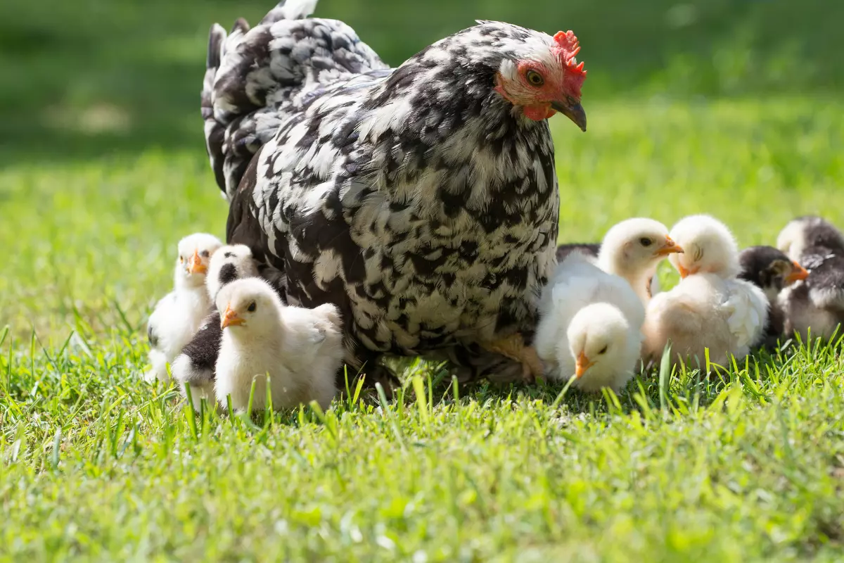 Walka z Pasożytami u Kur - Tajemnice Profilaktyki i Zdrowia Ptaków