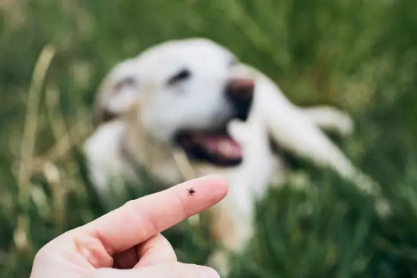 Babeszjoza u psów - przyczyny i objawy choroby