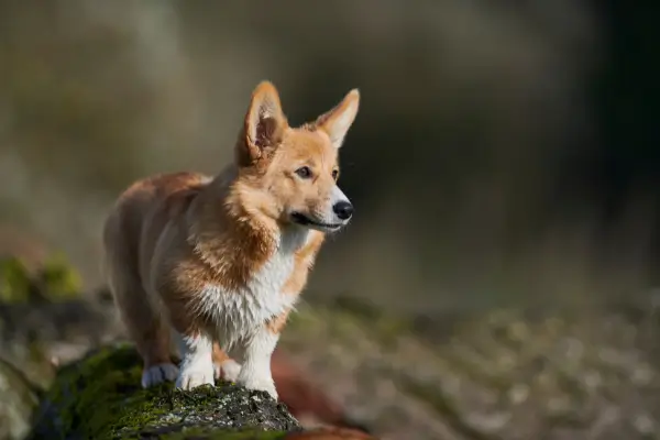 Opis rasy psa - corgi